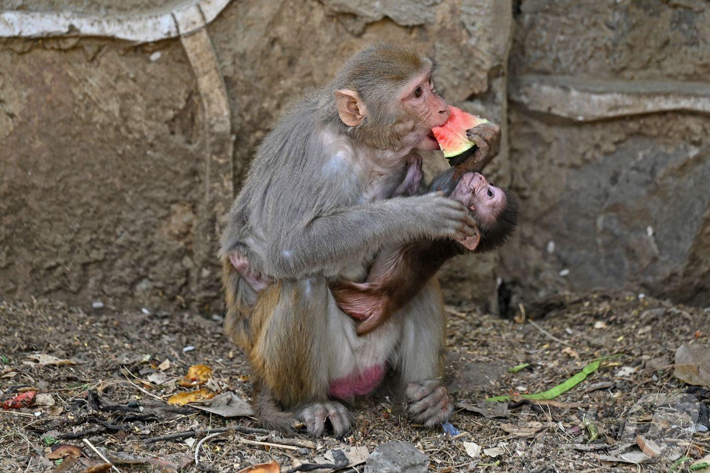 29일&#40;현지시간&#41; 인도 뉴델리에서 더위를 식히기 위해 수박을 먹고 있는 원숭이. 2024.04.29. ⓒ AFP=뉴스1 ⓒ News1 정윤영 기자&#40;사진은 기사 내용과 무관함&#41; / 뉴스1 ⓒ News1