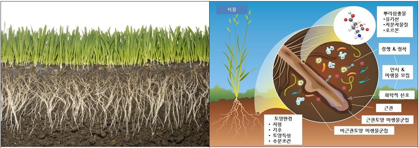 왼쪽부터 뿌리 인근인 &#39;근권&#39;의 모식도와 근권 인근에서 발생하는 미생물 상호작용&#40;농촌진흥청 &#39;함께 사는 미생물, 마이크로바이옴&#39; 보고서 갈무리&#41;