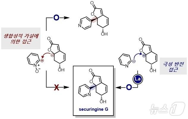 세큐린진 G의 합성 전략. &#40;KAIST 제공&#41;/뉴스1