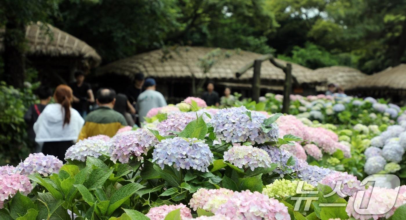 9일 오후 제주 서귀포시 표선면 제주민속촌에 여름꽃의 여왕이라 불리는 수국이 피어 관람객들의 눈길을 사로잡고 있다.2024.6.9/뉴스1 ⓒ News1 고동명 기자