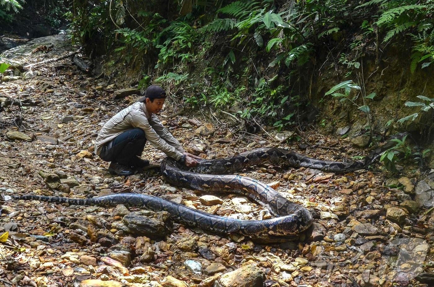2021년 9월21일 길이 9m, 무게 약 100㎏으로 추정되는 비단뱀을 인도네시아 야생동물 보호 순찰대원이 잡고 있다.&lt;자료 사진&gt; ⓒ Wahyudi/AFP=뉴스1