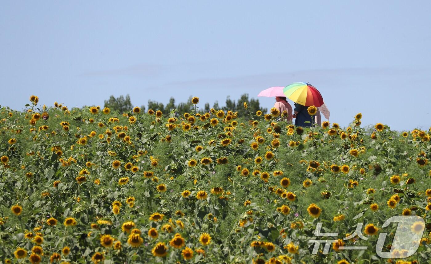 수도권 지역에 장맛비가 잠시 소강 상태를 보인 10일 경기 안성시 농협안성팜랜드에서 시민들이 모처럼 맑은 날씨를 즐기고 있다. 2024.7.10/뉴스1 ⓒ News1 김영운 기자