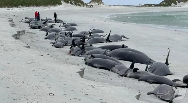 집단폐사한 고래들 - BBC 화면 갈무리