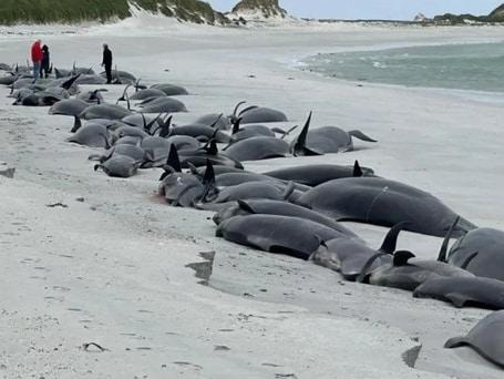 英스코틀랜드 해변에서 고래 77마리 떼죽음…무슨 일?
