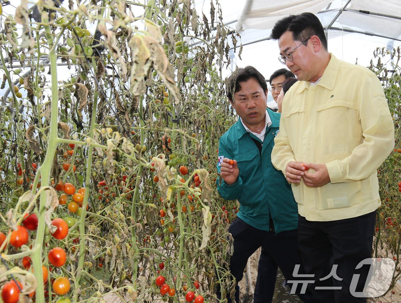 박찬대 더불어민주당 대표 직무대행 겸 원내대표&#40;오른쪽&#41;가 15일 충남 부여군 세도면 청포리 수해 농가를 찾아 박정현 군수로부터 피해 상황에 관한 설명을 듣고 있다. 2024.7.15 /뉴스1 ⓒ News1 김기태 기자