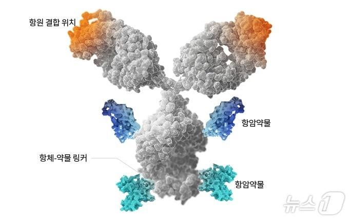 항체약물접합체&#40;ADC&#41; 구조.&#40;셀트리온 제공&#41;/뉴스1 ⓒ News1