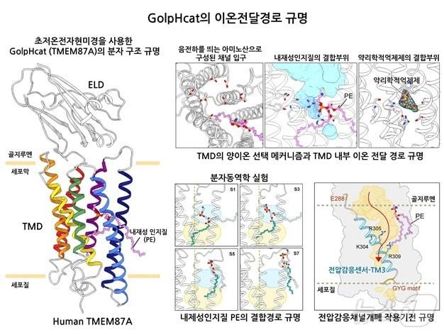 olpHCat의 분자구조연구에 대한 모식도. &#40;기초연 제공&#41;/뉴스1