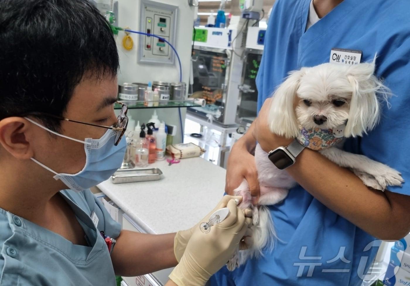 윤병국 청담우리동물병원 대표원장이 강아지에게 관절강 주사를 놓고 있다&#40;동물병원 제공&#41;. ⓒ 뉴스1