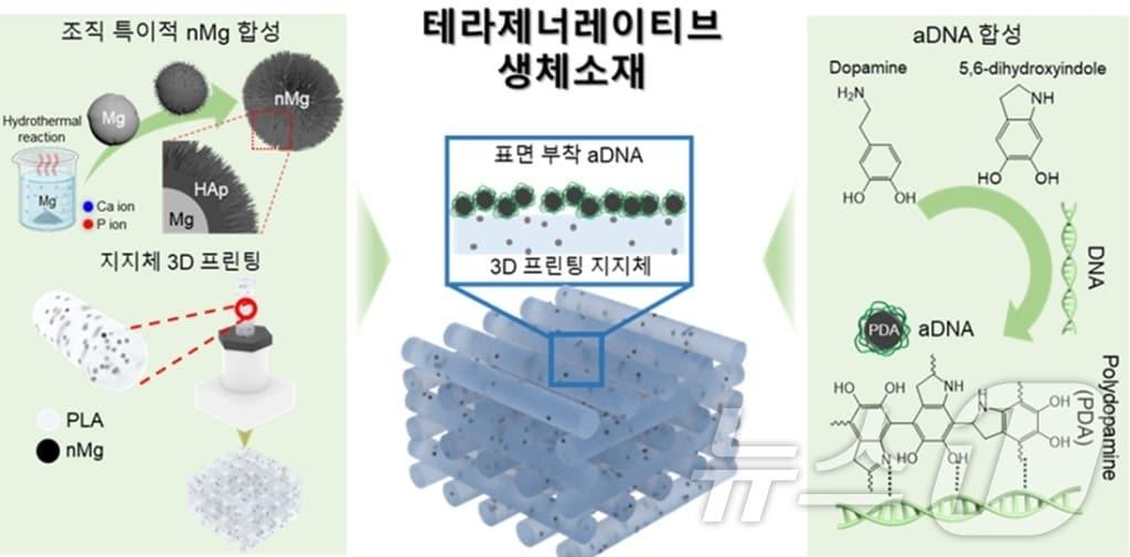 가톨릭대학교 연구팀이 고려대, 한양대 연구팀과의 공동연구를 통해 뼈 조직 치료와 재생 촉진을 동시에 갖춘 신개념 생체 소재 &#39;테라제너레이티브 생체소재&#39;를 개발했다. &#40;가톨릭대 제공&#41;