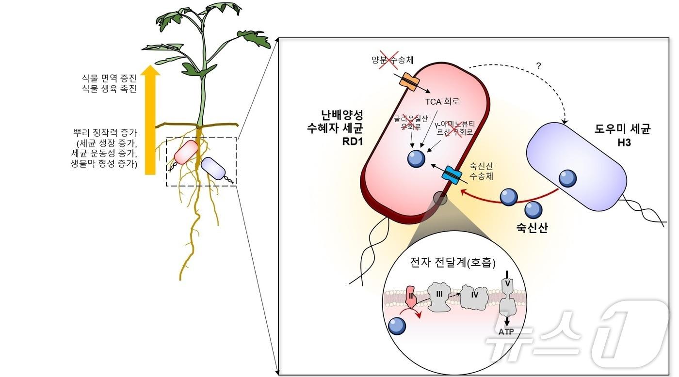 동아대 연구팀이 규명한 식물 근권 미생물 간 공생 상호작용 기전과 기능도. &#40;동아대 제공&#41;