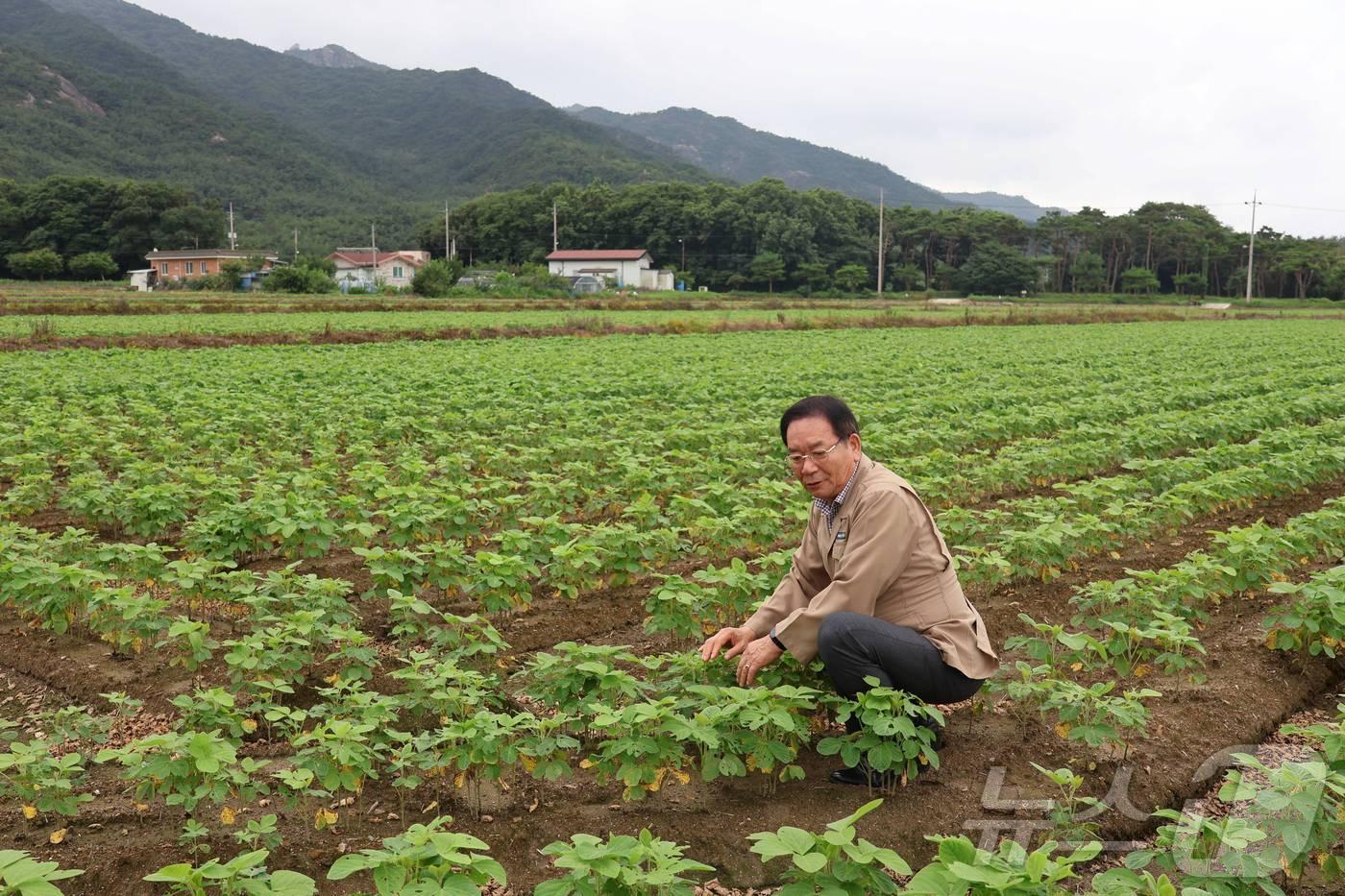 군서농협의 논콩 재배지 모습.&#40;전남도 제공&#41; 2024.7.18/뉴스1