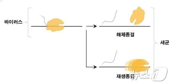 바이러스와 세균에서 전사 종결방식의 차이.&#40;KAIST·서울대공동연구팀 제공&#41;/뉴스1