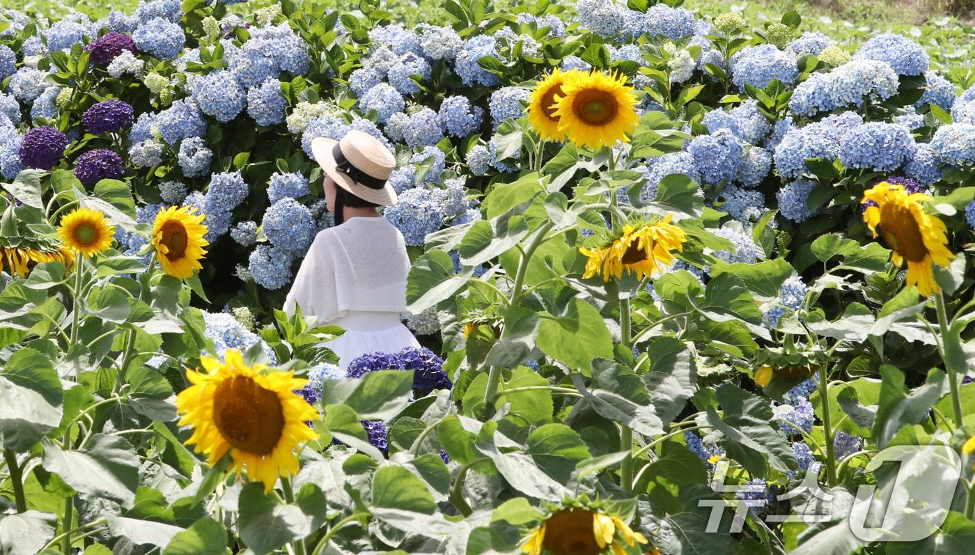 제주에 장맛비가 그치고 33도 넘는 더위가 찾아온 2일 오후 해바라기와 수국이 만개한 제주시 회천동 김경숙해바라기농장에서 관광객들이 여름 정취를 즐기고 있다. 2024.7.2/뉴스1