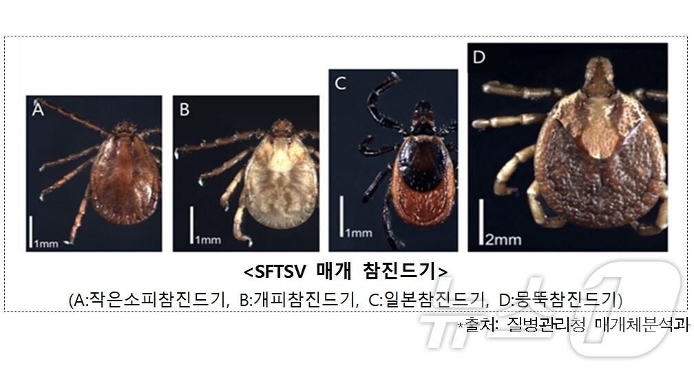 중증열설혈소판감소증후군의 매개가 될 수 있는 참진드기.&#40;질병관리청 제공&#41; 2024.7.22