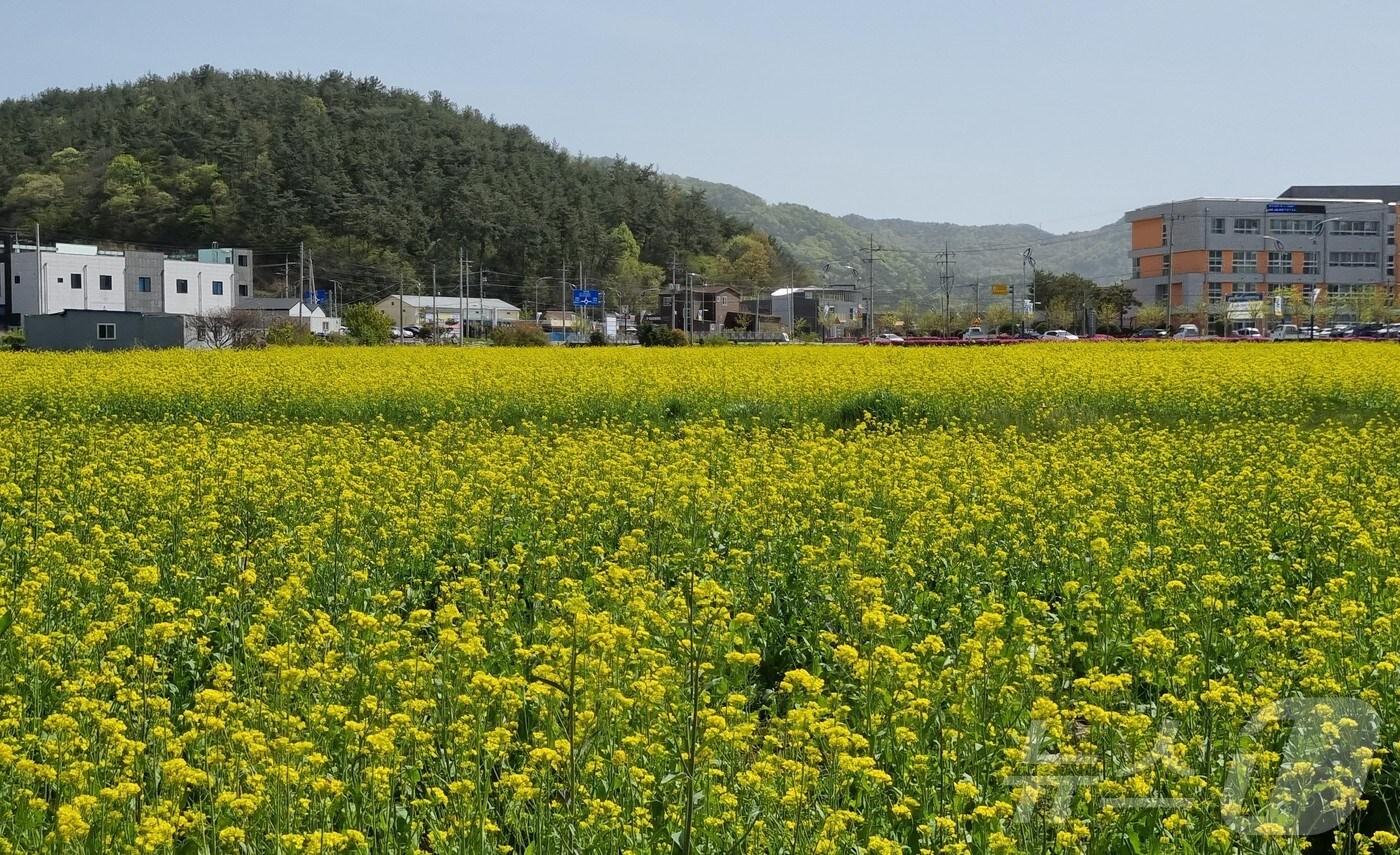 경관보전직불제로 만들어진 고흥 유채밭.&#40;전남도 제공&#41; 2024.7.22/뉴스1