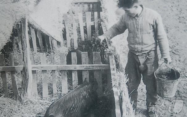 1960년대 농장주가 돼지에게 먹이를 주고 있는 모습&#40;출처 국가기록원&#41;