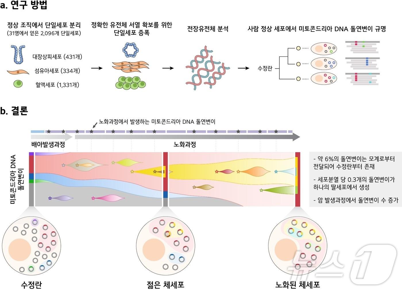 연구 모식도.&#40;KAIST 제공&#41;/뉴스1