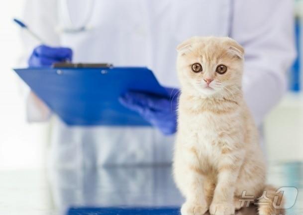 동물병원에서 진료 받는 고양이&#40;사진 이미지투데이&#41; ⓒ 뉴스1