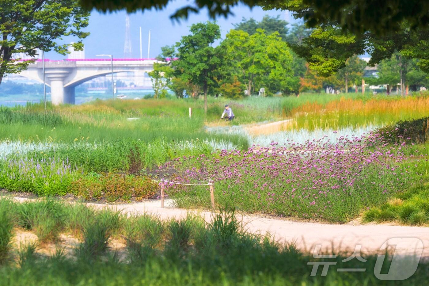 울산 남구가 ‘태화강 그라스정원’의 규모를 확장해 이색 테마정원을 조성한다고 25일 밝혔다.&#40;남구청 제공&#41;