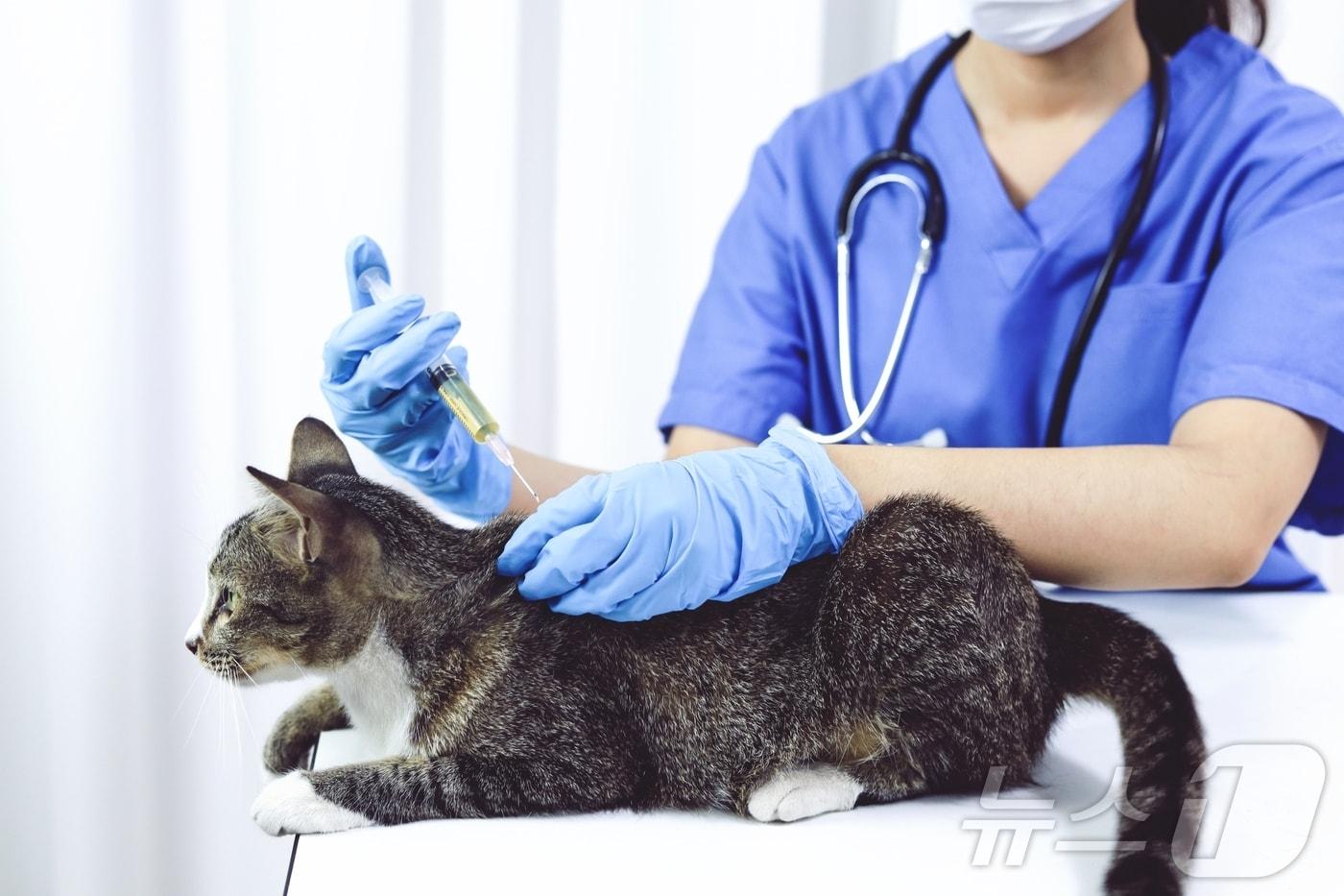 동물병원에서 주사 맞는 고양이&#40;사진 이미지투데이&#41; ⓒ 뉴스1