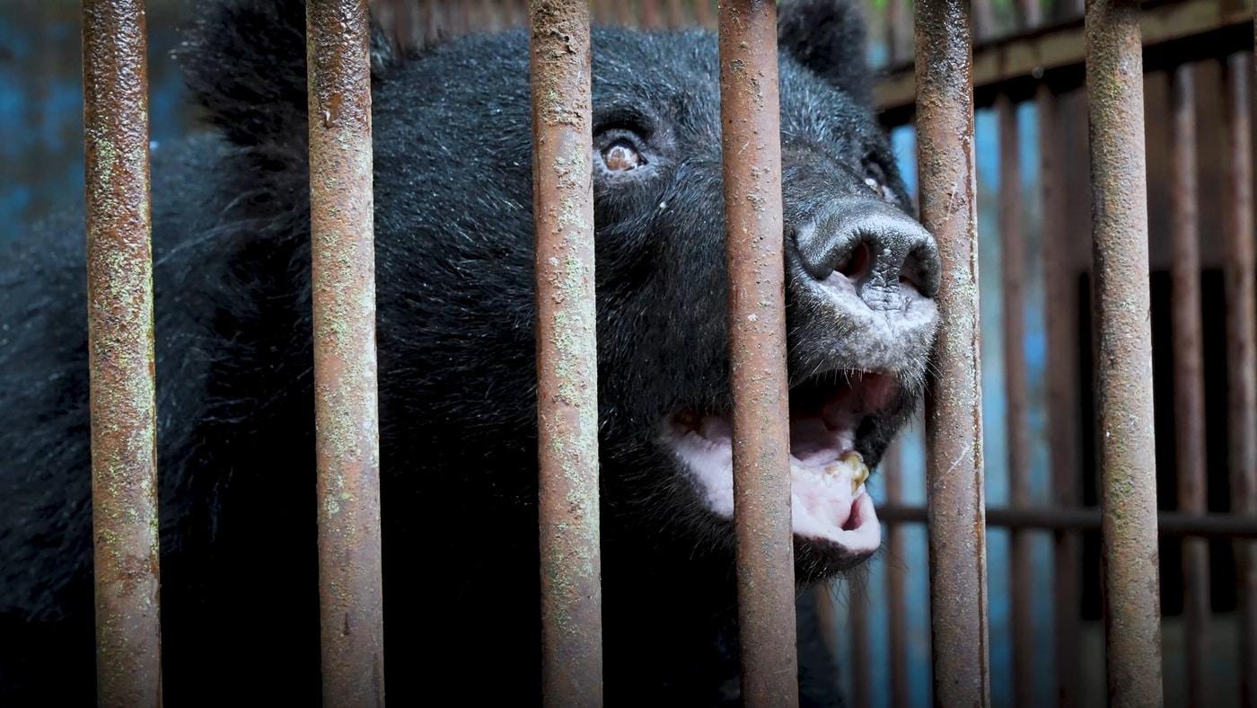 동물자유연대가 사육곰 다큐멘터리 영화 &#39;곰마워&#39;를 공개하며 농장에 남은 사육곰 보호를 촉구했다. &#40;동물자유연대 제공&#41; ⓒ 뉴스1