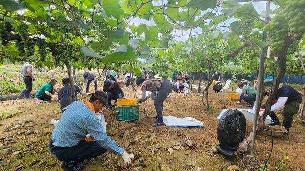 충북 괴산군의회가 30일 폭우 피해로 어려움을 겪는 영동군의 농가를 찾아 수해복구 활동을 하고 있다.&#40;괴산군의회 제공&#41;/뉴스1