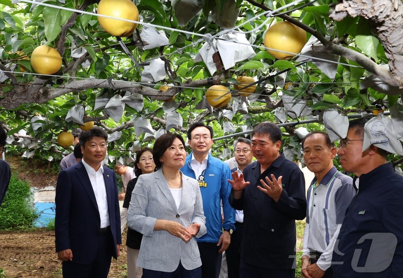 송미령 농림축산식품부 장관이 지난 7월31일 전라남도 나주 배 재배농가에서 배 생육상황을 점검하고 있다. &#40;농식품부 제공&#41; /뉴스1