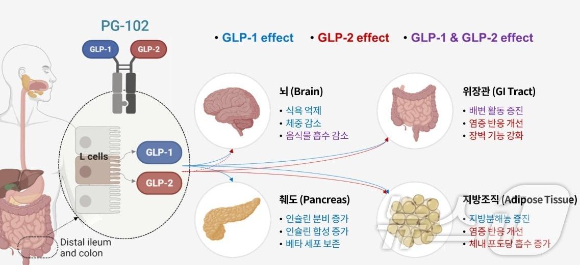 유한양행 계열사 프로젠이 개발 중인 당뇨·비만 신약 후보물질 &#39;PG-102&#39; 기대 효능.&#40;프로젠 제공&#41;/뉴스1 ⓒ News1