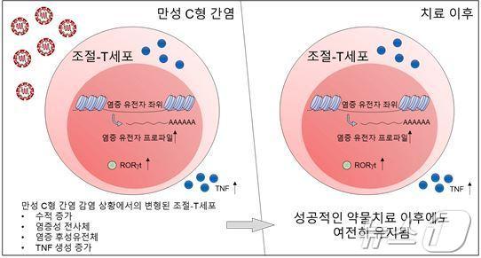 만성 C형 간염 환자의 항바이러스제 약물치료 이후에도 조절 T세포에 염증성 흔적이 남는다는 연구 결과.&#40;IBS 제공&#41;/뉴스1