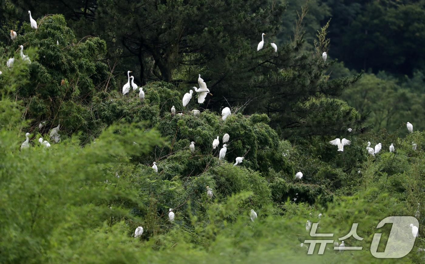 경남 밀양시 아북산에서 여름새 백로들이 나무 곳곳에 앉아 휴식하고 있다. 2024.7.9/뉴스1 ⓒ News1 윤일지 기자