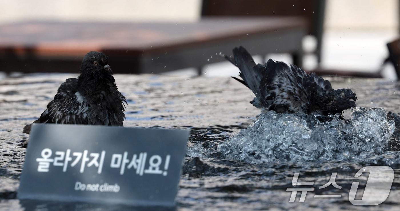 연일 계속되는 폭염속에 12일 서울 광화문광장 분수대에서 비둘기가 몸을 적시며 더위를 식히고 있다. 2024.8.12/뉴스1 ⓒ News1 김명섭 기자