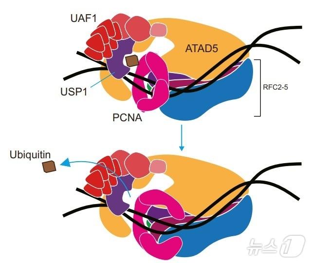 ATAD5 단백질이 DNA에 결합한 Ub-PCNA의 탈유비퀴틴화를 촉진. &#40;기초연 제공&#41;/뉴스1