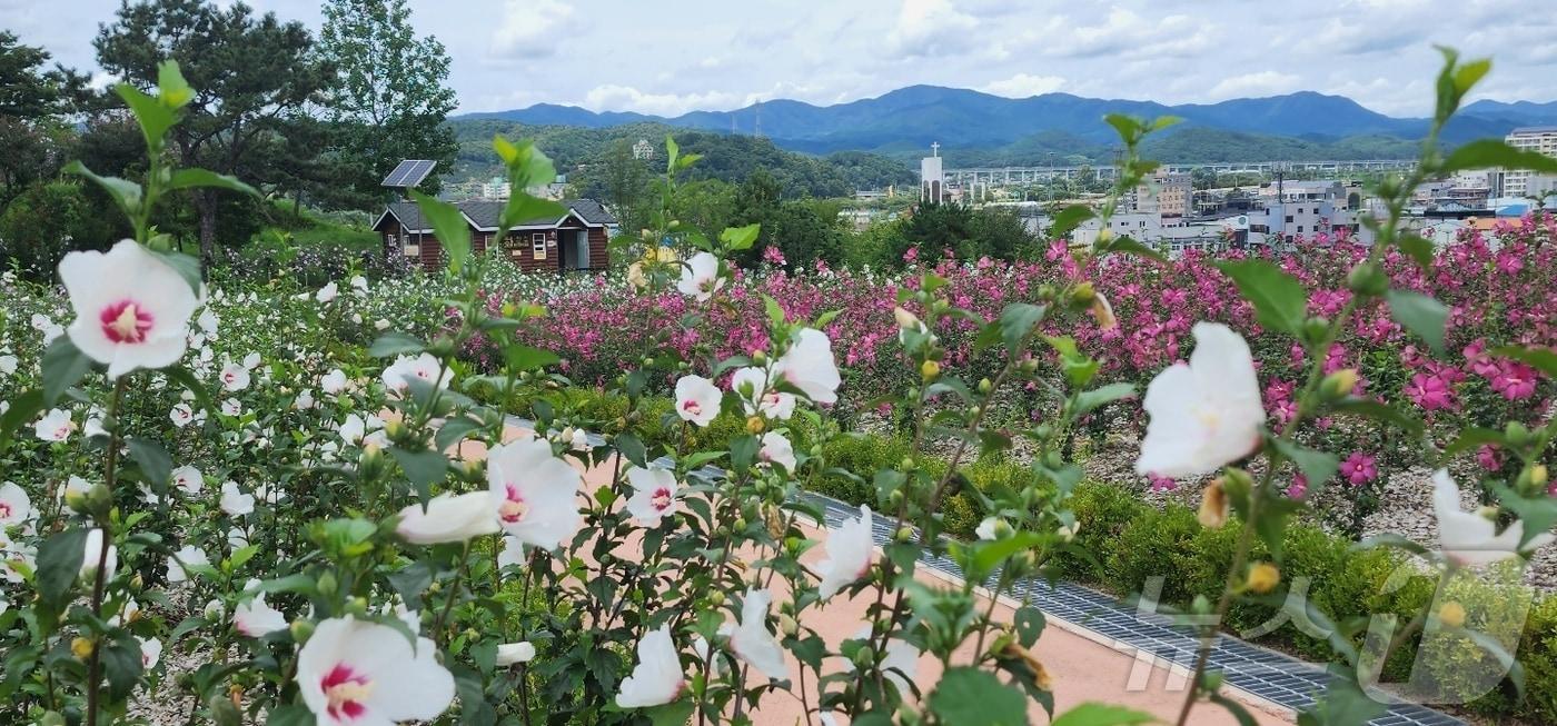 전북 장성 무궁화공원&#40;산림청 제공&#41;/뉴스1 