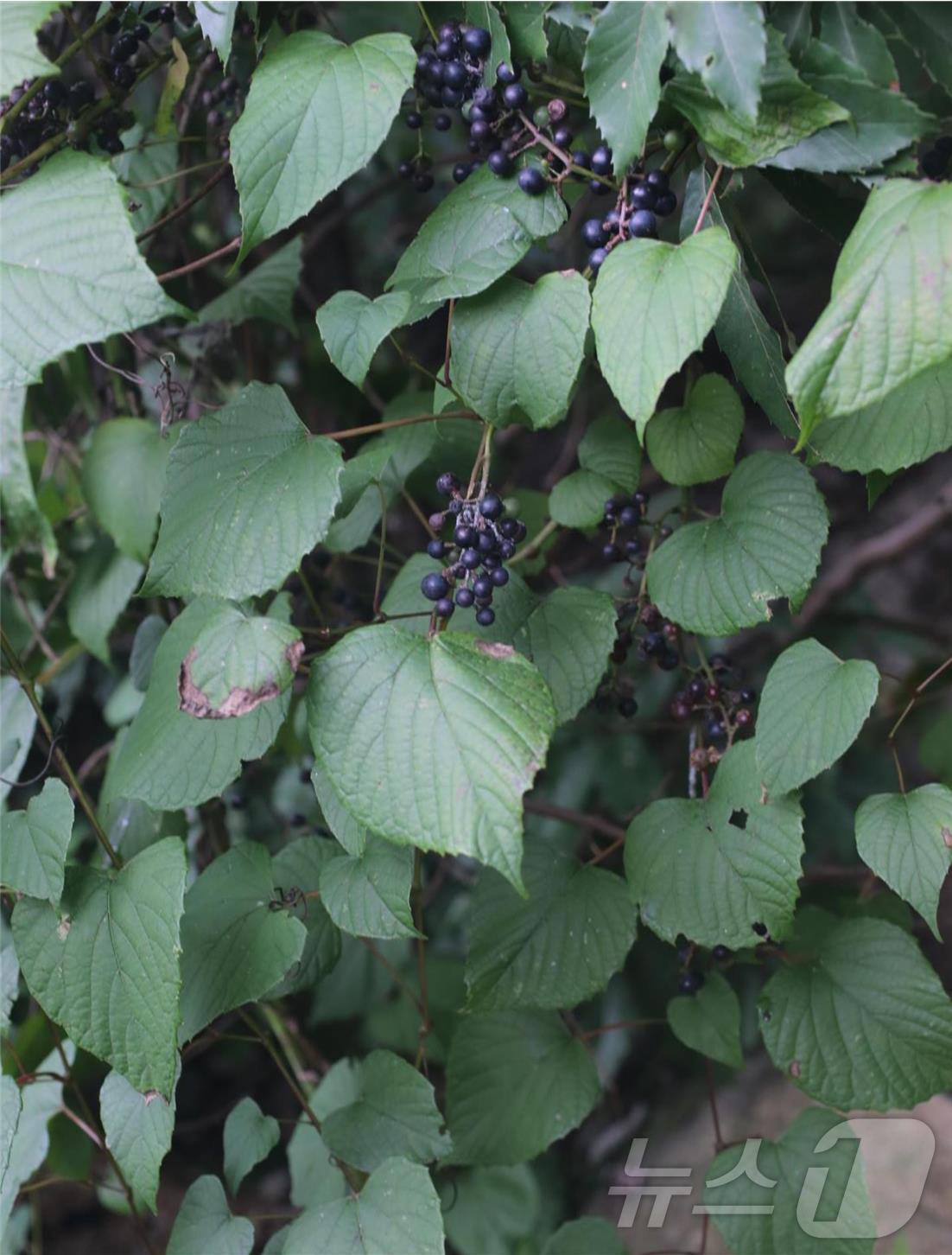  포도속 식물인 새머루&#40;Vitis flexuosa Thunb.&#41;&#40;한국수목원정원관리원 제공&#41; /뉴스1