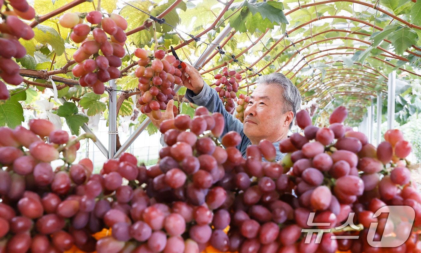 경남 함양군 유림면 손곡마을 지리산 화남농원 포도하우스에서 민갑식 씨가 알이 굵고 육질이 단단한 고당도 ‘미화희’ 포도를 수확하고 있다. &#40;함양군 김용만 제공&#41;/뉴스1