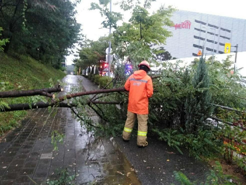 21일 오전 8시 10분쯤 경기 부천시 소사구 옥길동 한 인도에서 강풍에 나무가 쓰러지는 사고가 나 소방 당국이 안전 조치를 하고 있다. &#40;경기도소방재난본부 제공&#41; 2024.8.21/뉴스1