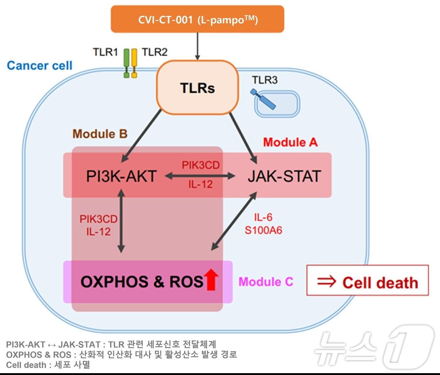 AI 알고리즘을 활용해 예측한 면역항암제 CVI-CT-001&#40;L-pampo™&#41;의 암세포 사멸 관련 경로 도식.&#40;차백신연구소 제공&#41;/뉴스1 ⓒ News1