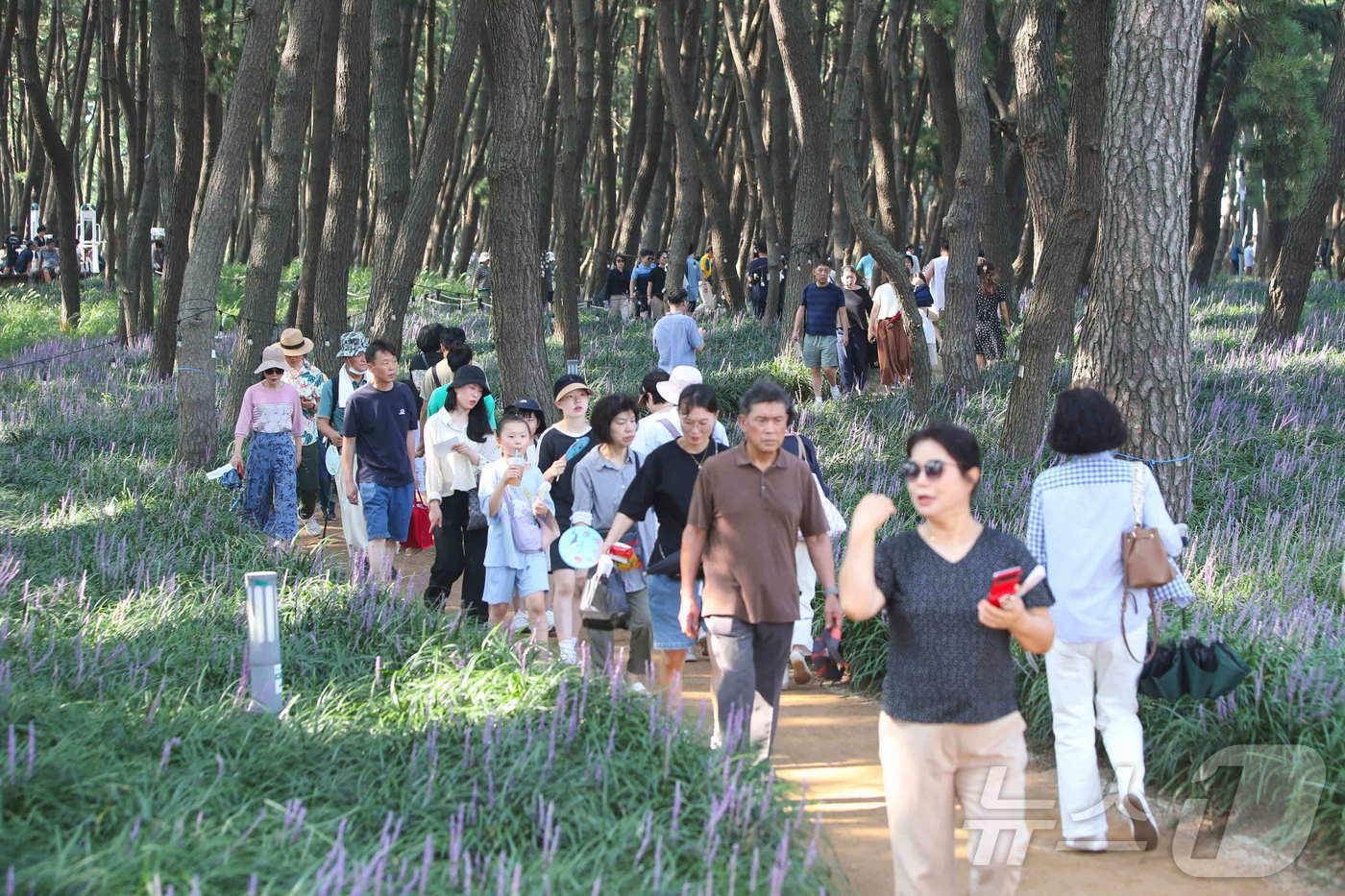 지난 23~27일 충남 서천 장항 송림산림욕장에서 열린 ‘제2회 장항 맥문동꽃축제’에서 방문객들이 길을 따라 걷고 있다. &#40;서천군 제공&#41; /뉴스1