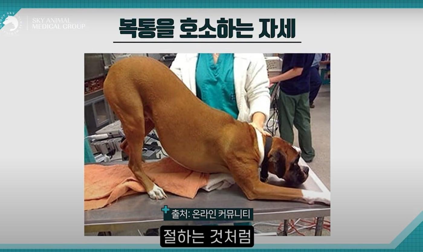 반려견이 앞다리를 쭉 뻗으며 엉덩이를 들어 올리는 자세를 자주 취하면 복통을 느끼는 상태일 수 있다. &#40;스카이동물메디컬센터 유튜브 채널 갈무리&#41; ⓒ 뉴스1