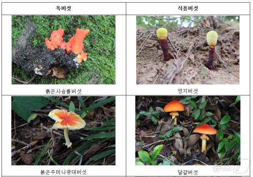 산림에서 만나는 오해하기 쉬운 독버섯과 식용버섯 &#40;산림청 국립산림과학원 제공&#41;/뉴스1 