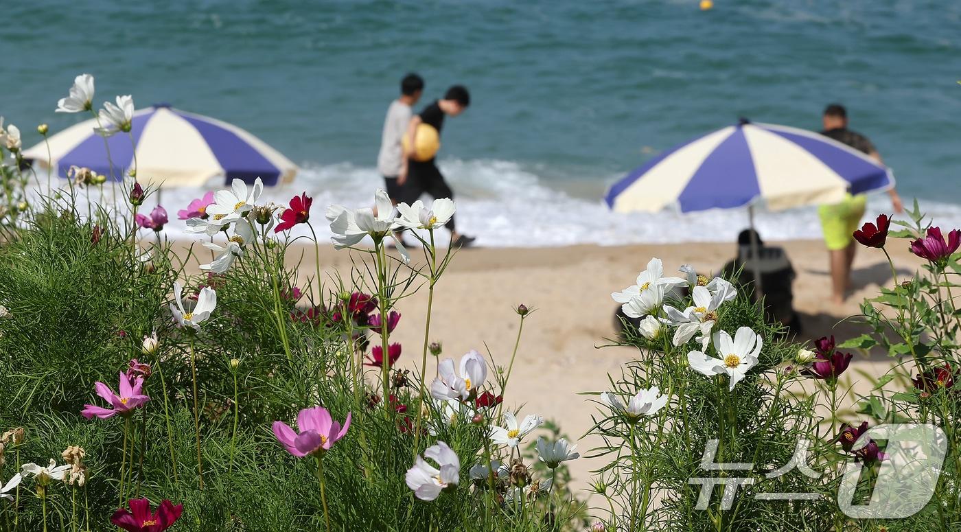 절기상 입추&#40;立秋&#41;를 하루 앞두고 폭염이 이어진 지난 6일 오후 강원 강릉시 순긋 해변 바닷가에 코스모스가 자태를 드러내고 있다.ⓒ News1 김진환 기자