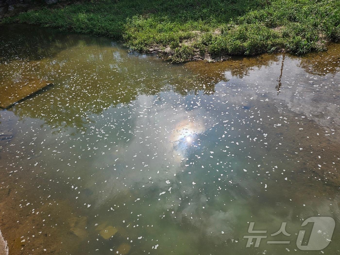 미당천에 죽은 채 떠 있는 물고기.&#40;독자제공&#41;2024.8.6/뉴스1