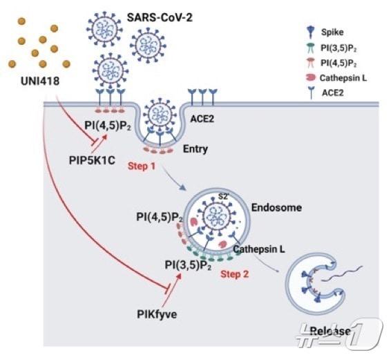 연구 모식도. UNI418이 세포 내 PIP5K1C와 PIKfyve를 저해해 코로나바이러스를 감염 차단한다. &#40;UNIST 제공&#41;