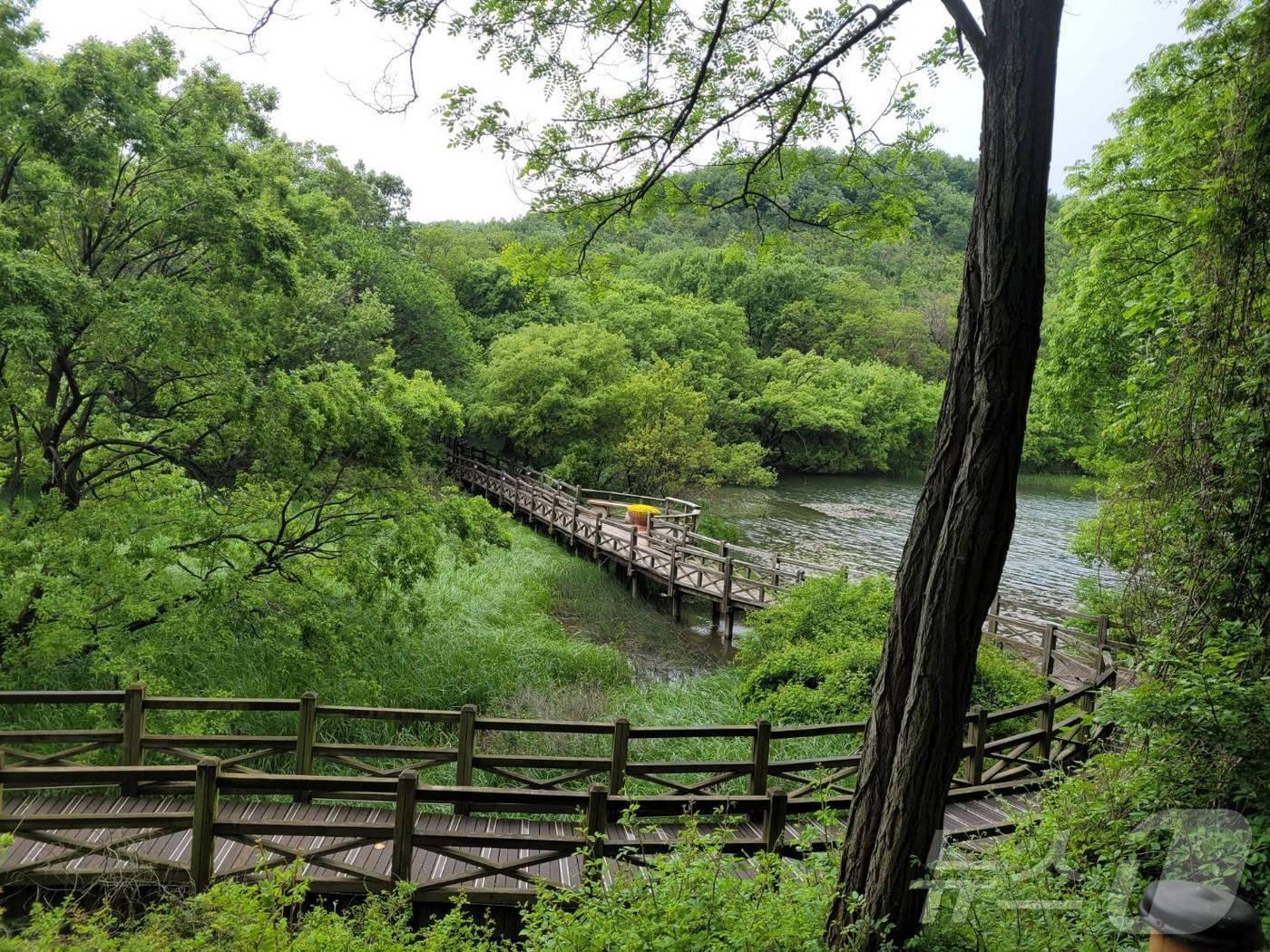 군산 월명공원 내 데크길.&#40;군산시 제공&#41; 2024.8.7/뉴스1