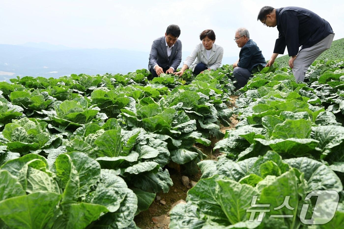 송미령 농림축산식품부 장관이 지난 8월8일 강원 강릉 안반데기를 찾아, 배추 생육상황과 산지 출하동향을 점검하고 있다. &#40;농림축산식품부 제공&#41; 2024.8.8/뉴스1