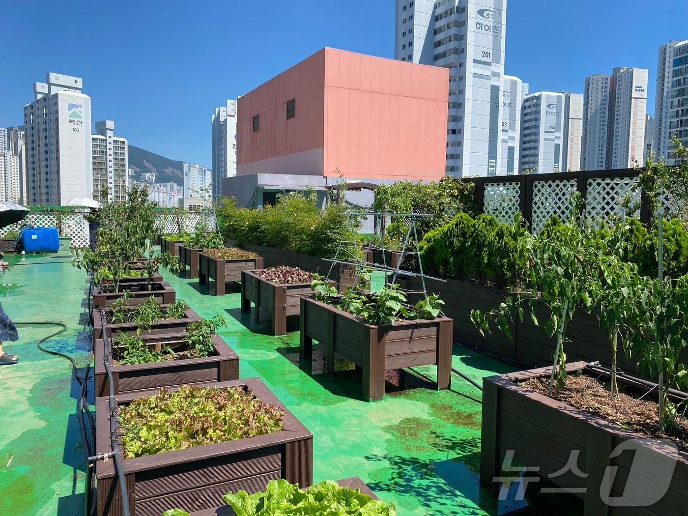 2024년 도시농업 시민 텃밭 왕에 선정된 동래구 부산자유학교 옥상 텃밭 모습.&#40;동래구청 제공&#41;