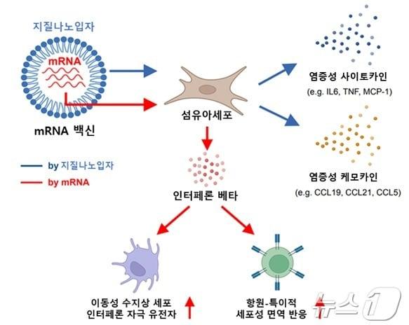 mRNA 백신 접종 부위의 초기 면역반응 모식도&#40;질병관리청 제공&#41;