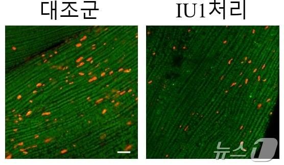 IU1 약물 처리 시 초파리 근육 내 잠재독성단백질체 감소. &#40;중앙대 제공&#41;/뉴스1