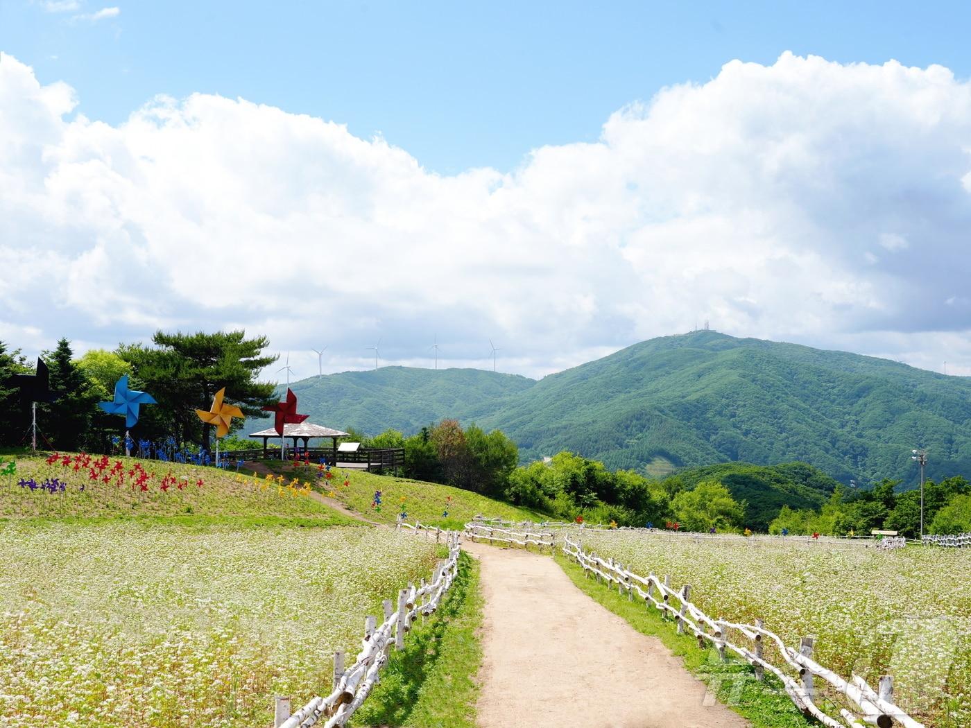 휘닉스 파크 단지 내 해발 1050m 몽블랑 정상 메밀꽃밭.&#40;휘닉스파크 제공&#41; 2024.9.11/뉴스1