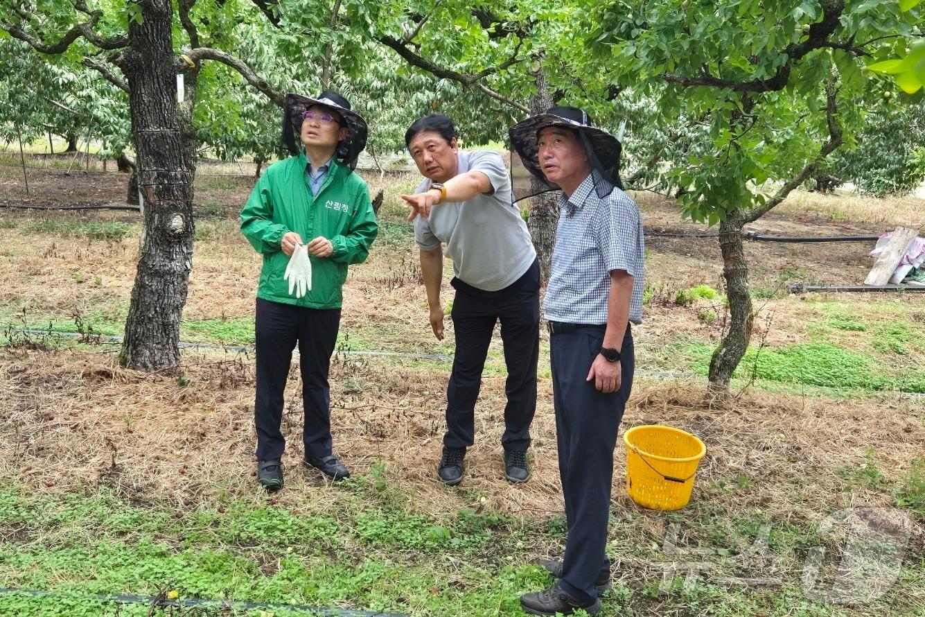 박은식 산림청 산림산업정책국장이 경산시 햇대추 재배임가&#40;바람햇살농장&#41;를 방문해 작황현황을 살피고 있다. &#40;산림청 제공&#41;/뉴스1